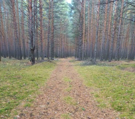 Прирезка лесных участков Кадастровые работы в Кировске